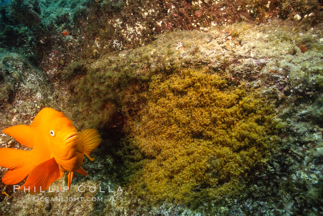 Diver and garibaldi nest. La Jolla, California, USA, Hypsypops rubicundus, natural history stock photograph, photo id 02438