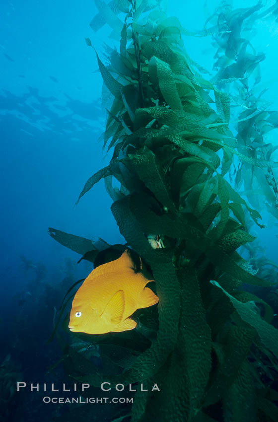 Garibaldi and kelp forest. San Clemente Island, California, USA, Hypsypops rubicundus, Macrocystis pyrifera, natural history stock photograph, photo id 02510