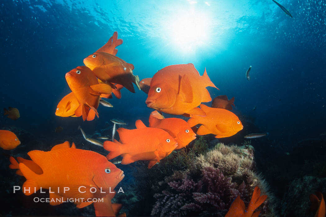 Garibaldi, Coronado Islands. Coronado Islands (Islas Coronado), Baja California, Mexico, Hypsypops rubicundus, natural history stock photograph, photo id 02511