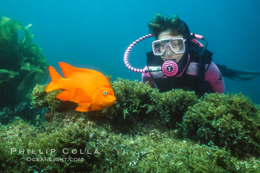Diver and garibaldi. Catalina Island, California, USA, Hypsypops rubicundus, natural history stock photograph, photo id 02425