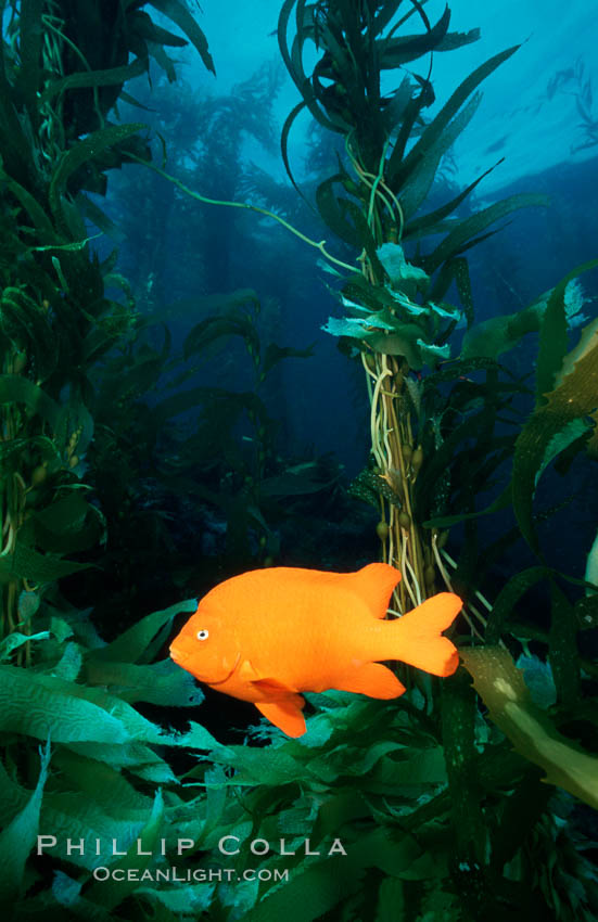 Garibaldi and kelp forest. San Clemente Island, California, USA, Hypsypops rubicundus, Macrocystis pyrifera, natural history stock photograph, photo id 02509