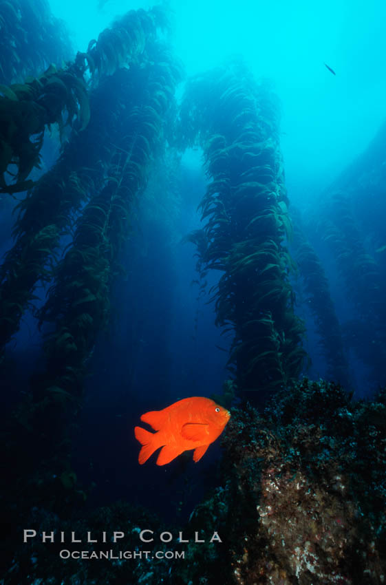 Garibaldi in kelp forest. San Clemente Island, California, USA, Hypsypops rubicundus, natural history stock photograph, photo id 03449