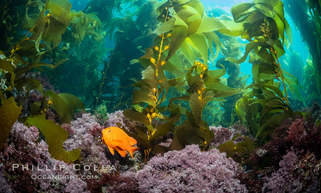 Garibaldi in kelp forest, Catalina Island. California, USA, natural history stock photograph, photo id 37159