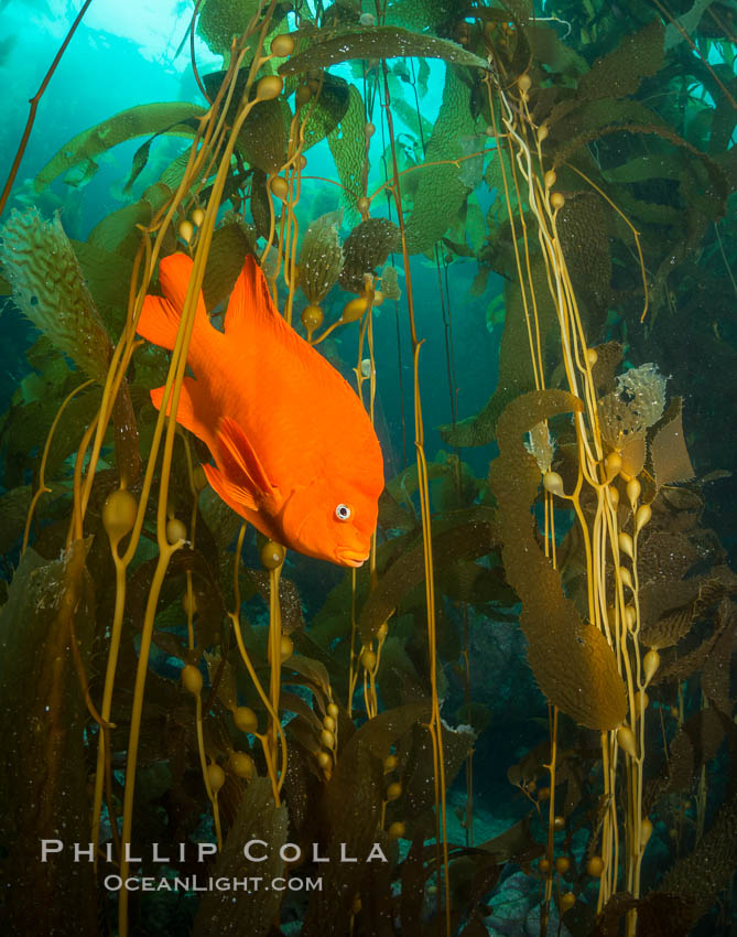 Garibaldi in kelp forest. Catalina Island, California, USA, natural history stock photograph, photo id 34174