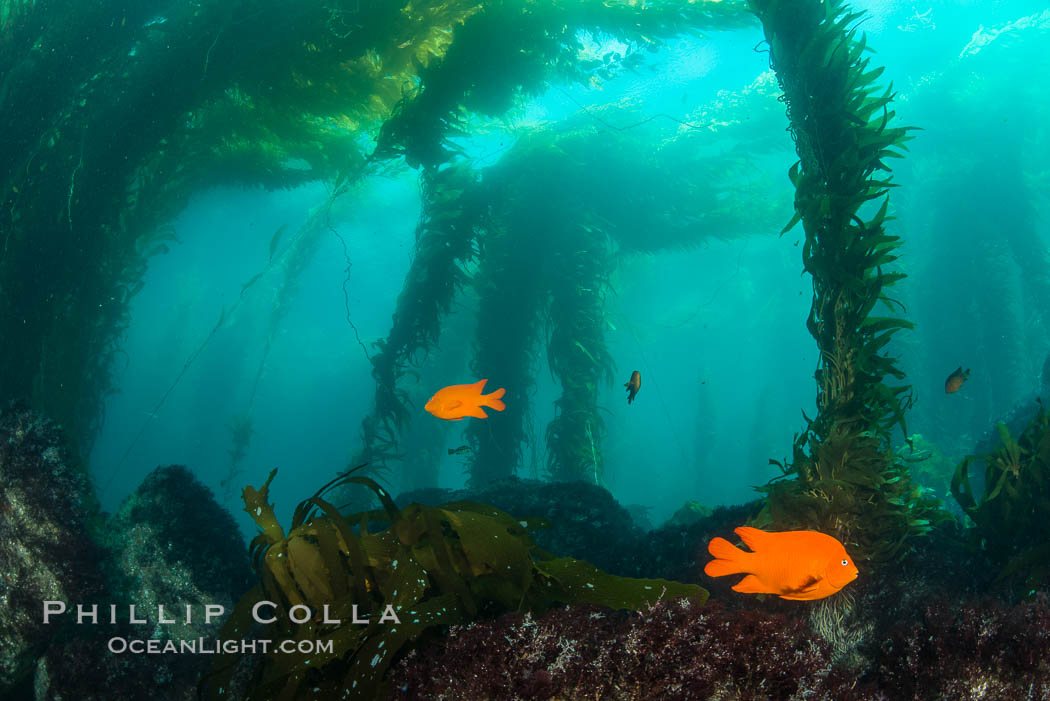 Garibaldi in kelp forest. Catalina Island, California, USA, natural history stock photograph, photo id 34168