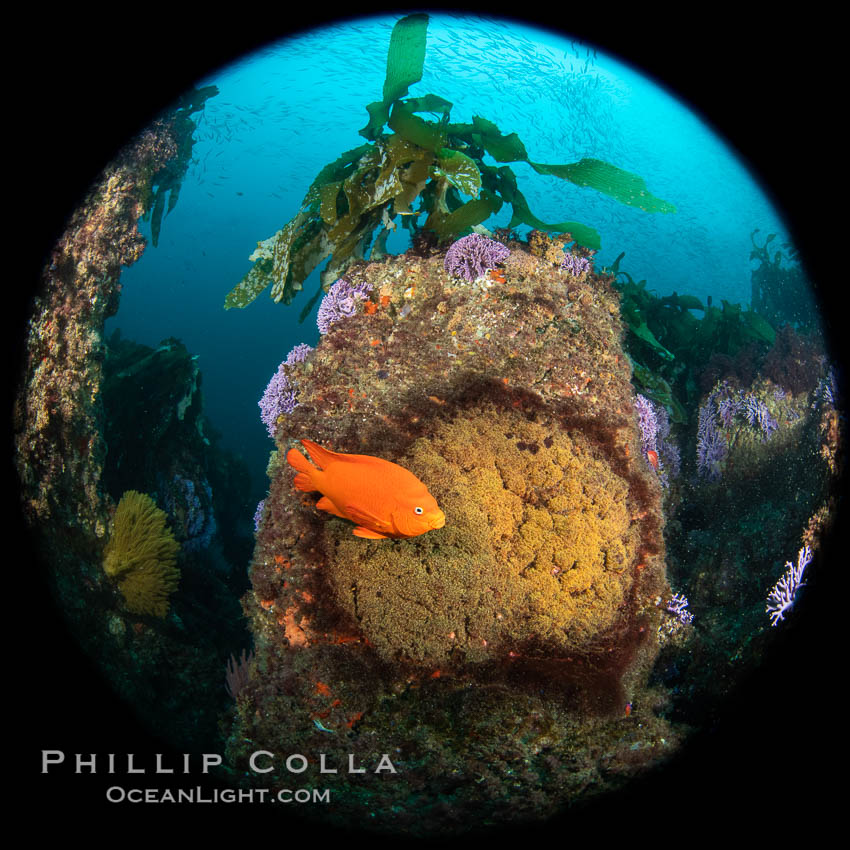 Garibaldi maintains a patch of orange algae (just in front of the fish) to entice a female to lay a clutch of eggs, Farnsworth Banks, Catalina Island. California, USA, Hypsypops rubicundus, natural history stock photograph, photo id 37255