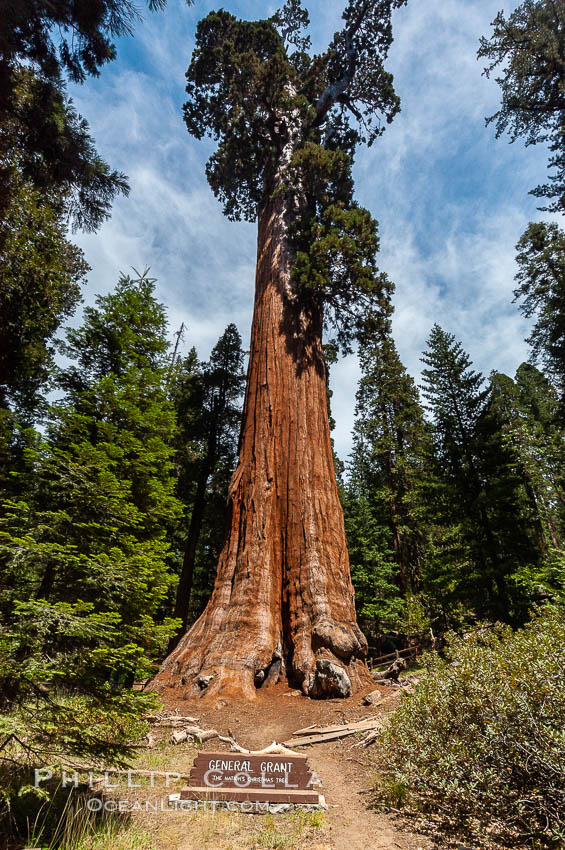 The General Grant Sequoia tree is the second-tallest living thing on earth, standing over 267 feet tall with a 40 diameter and 107 circumference at its base. It is estimated to be between 1500 and 2000 years old. The General Grant Sequoia is both the Nations Christmas tree and the only living National Shrine, memorializing veterans who served in the US armed forces. Grant Grove. Sequoia Kings Canyon National Park, California, USA, Sequoiadendron giganteum, natural history stock photograph, photo id 09862