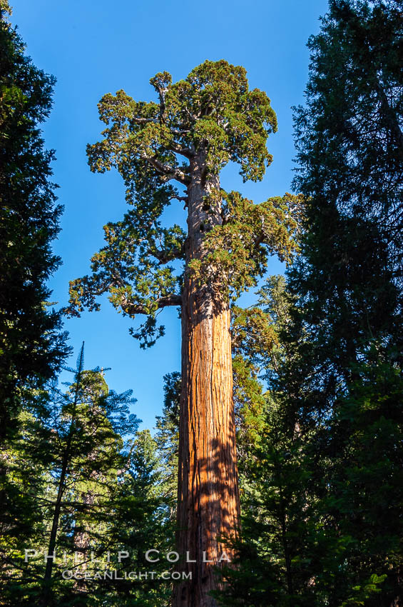 The General Grant Sequoia tree is the second-tallest living thing on earth, standing over 267 feet tall with a 40 diameter and 107 circumference at its base. It is estimated to be between 1500 and 2000 years old. The General Grant Sequoia is both the Nations Christmas tree and the only living National Shrine, memorializing veterans who served in the US armed forces. Grant Grove. Sequoia Kings Canyon National Park, California, USA, Sequoiadendron giganteum, natural history stock photograph, photo id 09866