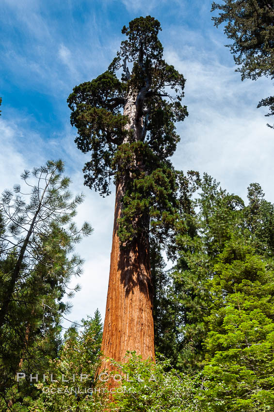 The General Grant Sequoia tree is the second-tallest living thing on earth, standing over 267 feet tall with a 40 diameter and 107 circumference at its base. It is estimated to be between 1500 and 2000 years old. The General Grant Sequoia is both the Nations Christmas tree and the only living National Shrine, memorializing veterans who served in the US armed forces. Grant Grove. Sequoia Kings Canyon National Park, California, USA, Sequoiadendron giganteum, natural history stock photograph, photo id 09870