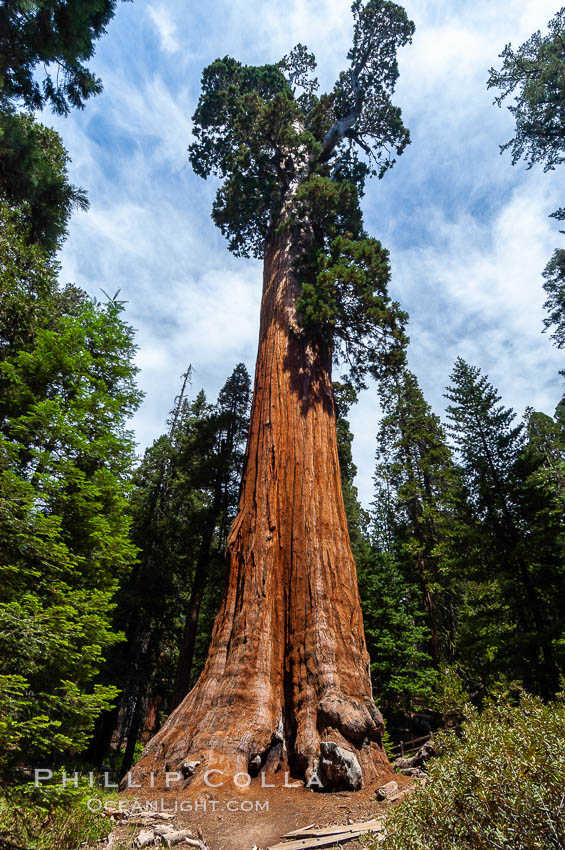The General Grant Sequoia tree is the second-tallest living thing on earth, standing over 267 feet tall with a 40 diameter and 107 circumference at its base. It is estimated to be between 1500 and 2000 years old. The General Grant Sequoia is both the Nations Christmas tree and the only living National Shrine, memorializing veterans who served in the US armed forces. Grant Grove. Sequoia Kings Canyon National Park, California, USA, Sequoiadendron giganteum, natural history stock photograph, photo id 09863