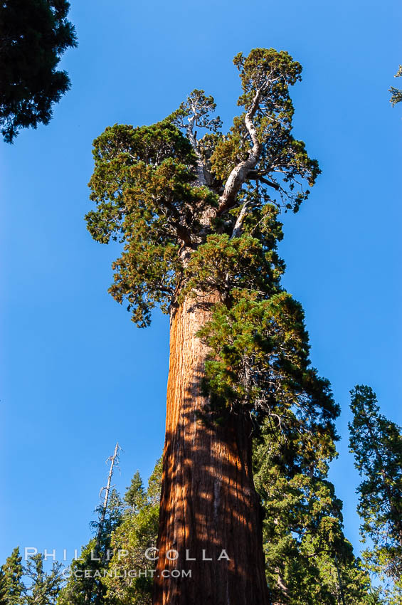 The General Grant Sequoia tree is the second-tallest living thing on earth, standing over 267 feet tall with a 40 diameter and 107 circumference at its base. It is estimated to be between 1500 and 2000 years old. The General Grant Sequoia is both the Nations Christmas tree and the only living National Shrine, memorializing veterans who served in the US armed forces. Grant Grove. Sequoia Kings Canyon National Park, California, USA, Sequoiadendron giganteum, natural history stock photograph, photo id 09867
