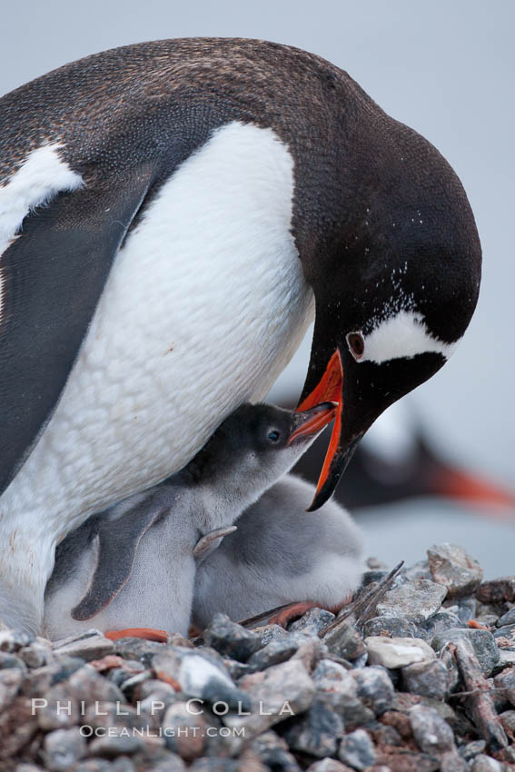 Gentoo penguin, adult tending to its two chicks, on a nest made of small stones.  The chicks will remain in the nest for about 30 days after hatching. Cuverville Island, Antarctic Peninsula, Antarctica, Pygoscelis papua, natural history stock photograph, photo id 25514