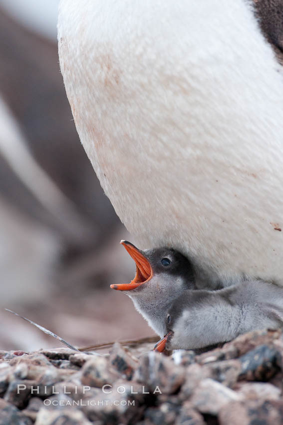 Gentoo penguin, adult tending to its two chicks, on a nest made of small stones.  The chicks will remain in the nest for about 30 days after hatching. Cuverville Island, Antarctic Peninsula, Antarctica, Pygoscelis papua, natural history stock photograph, photo id 25542