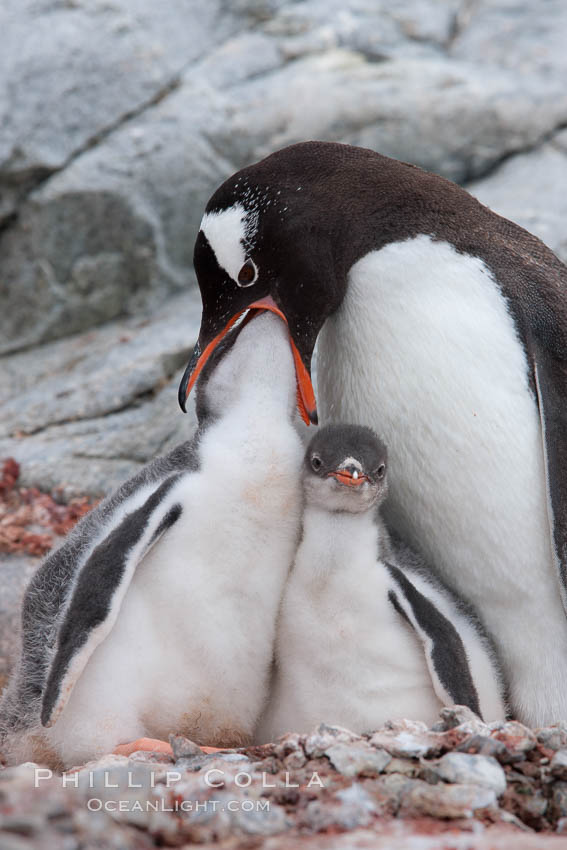 Gentoo penguin, adult feeding one of its two chicks.  The food is likely composed of crustaceans and krill. Peterman Island, Antarctic Peninsula, Antarctica, Pygoscelis papua, natural history stock photograph, photo id 25626