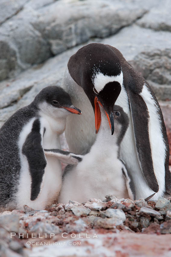 Gentoo penguin, adult feeding one of its two chicks.  The food is likely composed of crustaceans and krill. Peterman Island, Antarctic Peninsula, Antarctica, Pygoscelis papua, natural history stock photograph, photo id 25634