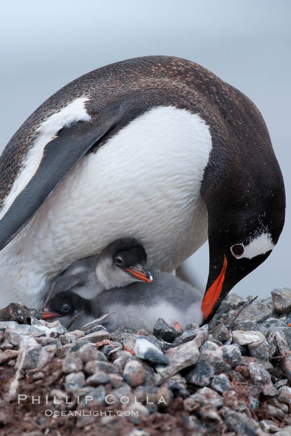 Gentoo penguin, adult tending to its two chicks, on a nest made of small stones.  The chicks will remain in the nest for about 30 days after hatching. Cuverville Island, Antarctic Peninsula, Antarctica, Pygoscelis papua, natural history stock photograph, photo id 25552