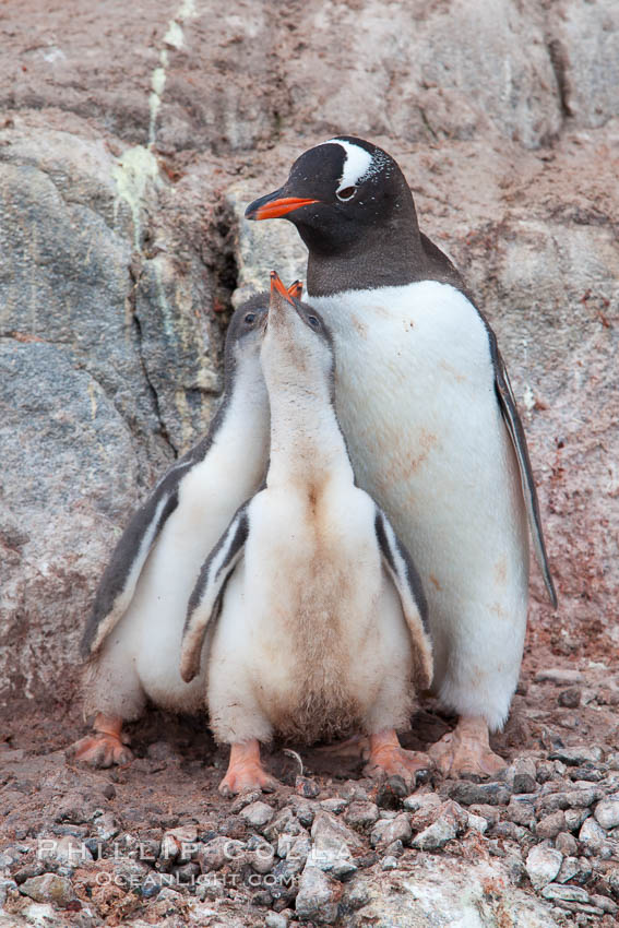 Gentoo penguin tends to two large chicks. Port Lockroy, Antarctic Peninsula, Antarctica, Pygoscelis papua, natural history stock photograph, photo id 25640