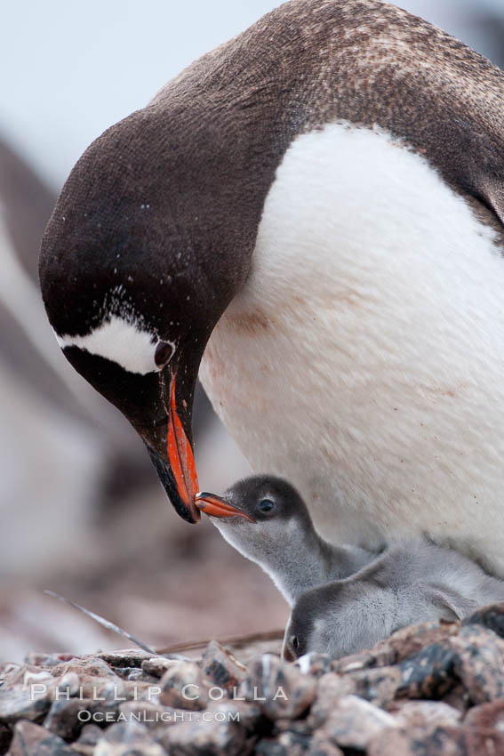 Gentoo penguin tending to its two chicks.  The nest is made of small stones. Cuverville Island, Antarctic Peninsula, Antarctica, Pygoscelis papua, natural history stock photograph, photo id 25507