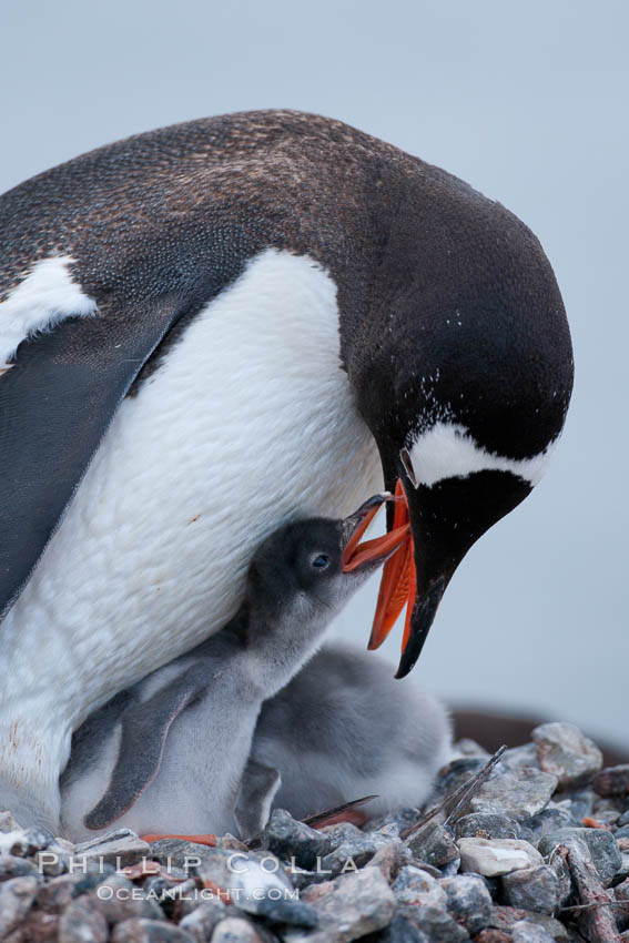 Gentoo penguin tending to its two chicks.  The nest is made of small stones, Pygoscelis papua, Cuverville Island