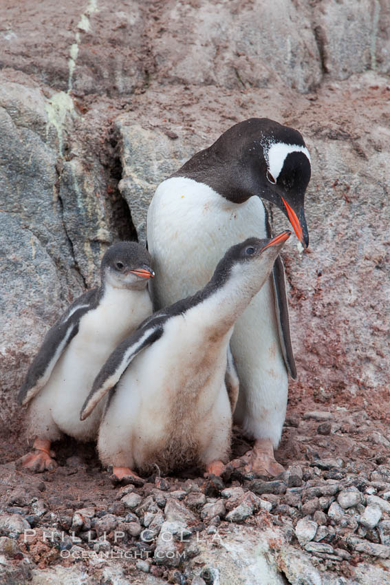 Gentoo penguin tends to two large chicks. Port Lockroy, Antarctic Peninsula, Antarctica, Pygoscelis papua, natural history stock photograph, photo id 25623