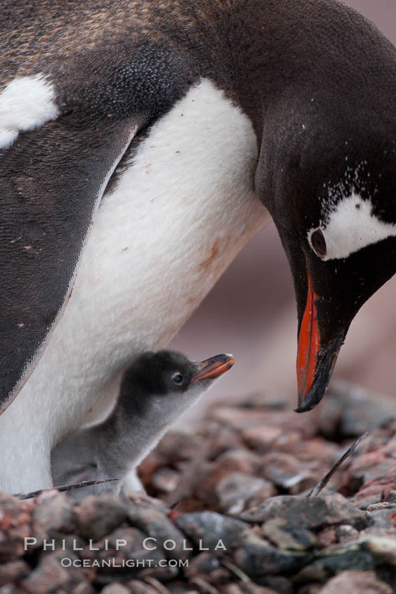 Gentoo penguin, adult tending to its single chick. Cuverville Island, Antarctic Peninsula, Antarctica, Pygoscelis papua, natural history stock photograph, photo id 25509