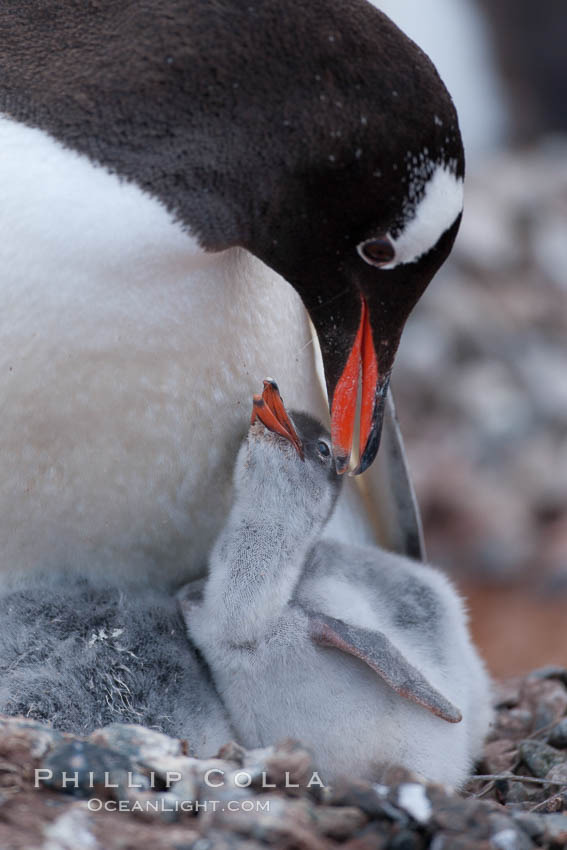 Gentoo penguin, adult tending to its two chicks, on a nest made of small stones.  The chicks will remain in the nest for about 30 days after hatching. Cuverville Island, Antarctic Peninsula, Antarctica, Pygoscelis papua, natural history stock photograph, photo id 25549