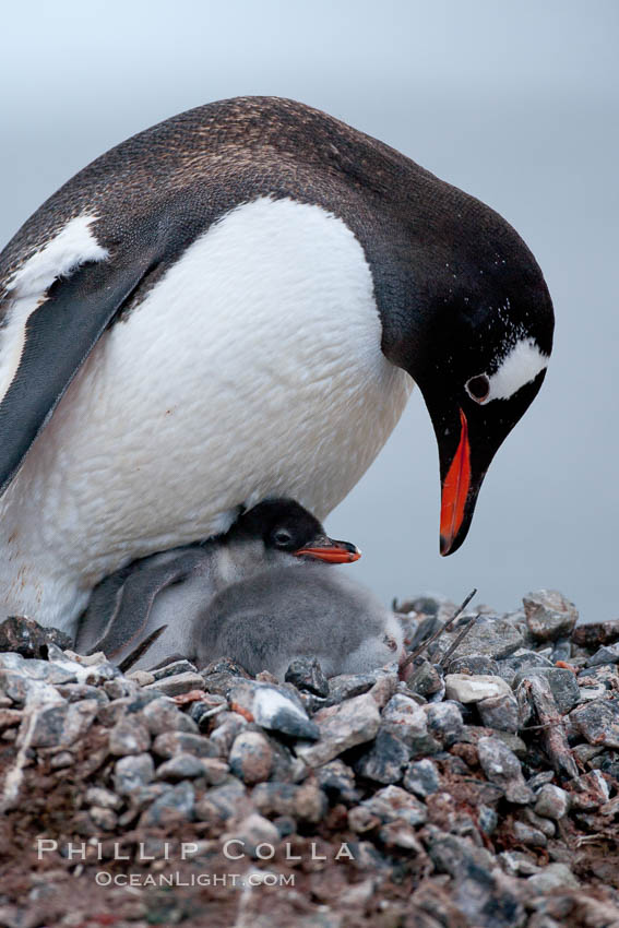 Gentoo penguin, adult tending to its two chicks, on a nest made of small stones.  The chicks will remain in the nest for about 30 days after hatching. Cuverville Island, Antarctic Peninsula, Antarctica, Pygoscelis papua, natural history stock photograph, photo id 25553
