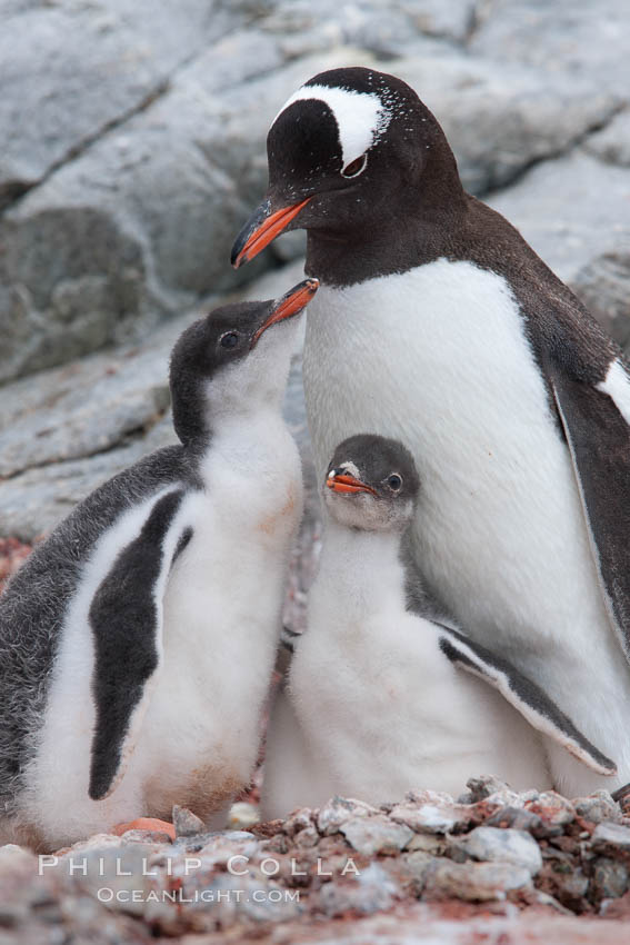 Gentoo penguin adult tending to its two chicks.  The chicks will remain in the nest for about 30 days after hatching, Pygoscelis papua, Peterman Island
