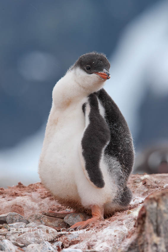 Gentoo penguin chick. Peterman Island, Antarctic Peninsula, Antarctica, Pygoscelis papua, natural history stock photograph, photo id 25635