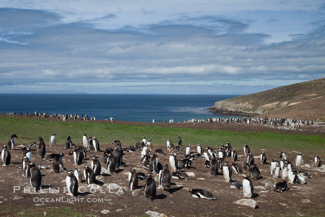 Gentoo penguin colony, set above and inland from the ocean on flat grasslands.  Individual nests are formed of small rocks collected by the penguins, New Island