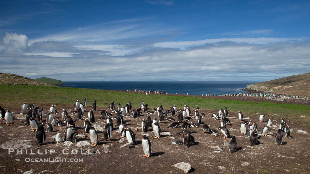 Gentoo penguin colony, set above and inland from the ocean on flat grasslands.  Individual nests are formed of small rocks collected by the penguins., natural history stock photograph, photo id 23801