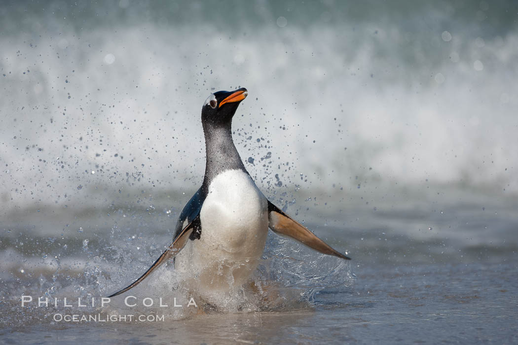 Gentoo penguin coming ashore, after foraging at sea, walking through ocean water as it wades onto a sand beach.  Adult gentoo penguins grow to be 30" and 19lb in size.  They feed on fish and crustaceans.  Gentoo penguins reside in colonies well inland from the ocean, often formed of a circular collection of stones gathered by the penguins. New Island, Falkland Islands, United Kingdom, Pygoscelis papua, natural history stock photograph, photo id 23830