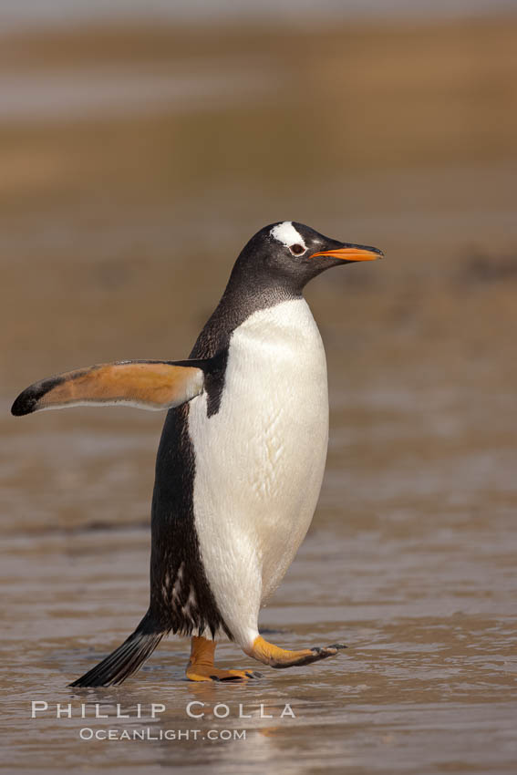 Gentoo penguin coming ashore, after foraging at sea, walking through ocean water as it wades onto a sand beach.  Adult gentoo penguins grow to be 30" and 19lb in size.  They feed on fish and crustaceans.  Gentoo penguins reside in colonies well inland from the ocean, often formed of a circular collection of stones gathered by the penguins. New Island, Falkland Islands, United Kingdom, Pygoscelis papua, natural history stock photograph, photo id 23838