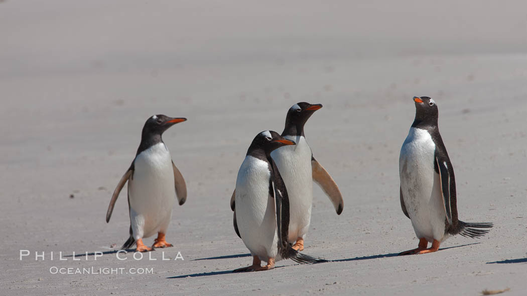 Gentoo penguins, Carcass Island. Falkland Islands, United Kingdom, Pygoscelis papua, natural history stock photograph, photo id 24008