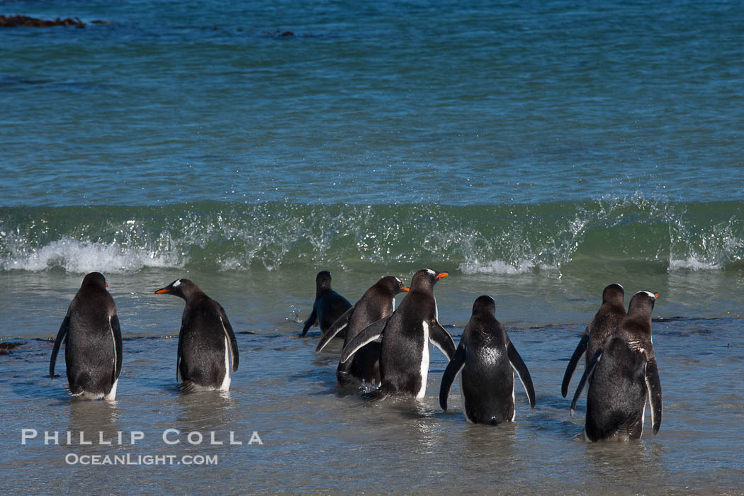 Gentoo penguins, Carcass Island., Pygoscelis papua, natural history stock photograph, photo id 24040