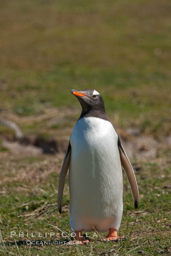 Gentoo penguin.  Gentoo penguins reach 36" in height and weigh up to 20 lbs.  They are the fastest swimming species of penguing, feeding in marine crustaceans and fishes. Carcass Island, Falkland Islands, United Kingdom, Pygoscelis papua, natural history stock photograph, photo id 24005