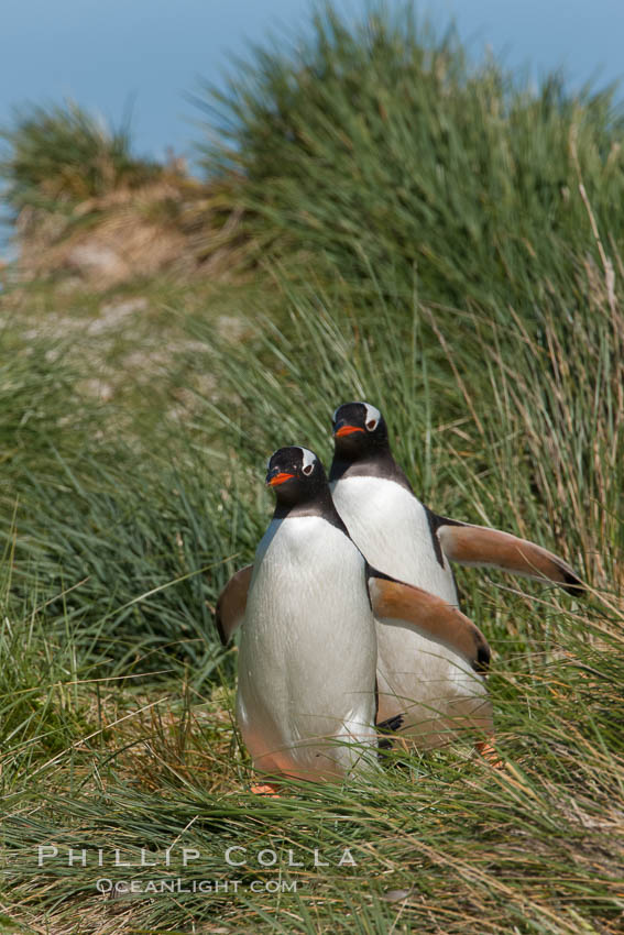 Gentoo penguins walk through tussock grass.  After foraging in the ocean for food, the penguins make their way to the interior of the island to rest at their colony. Carcass Island, Falkland Islands, United Kingdom, Pygoscelis papua, natural history stock photograph, photo id 23970