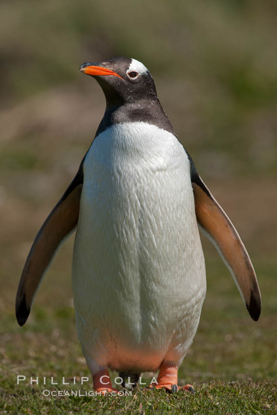 Gentoo penguin.  Gentoo penguins reach 36" in height and weigh up to 20 lbs.  They are the fastest swimming species of penguing, feeding in marine crustaceans and fishes. Carcass Island, Falkland Islands, United Kingdom, Pygoscelis papua, natural history stock photograph, photo id 23963