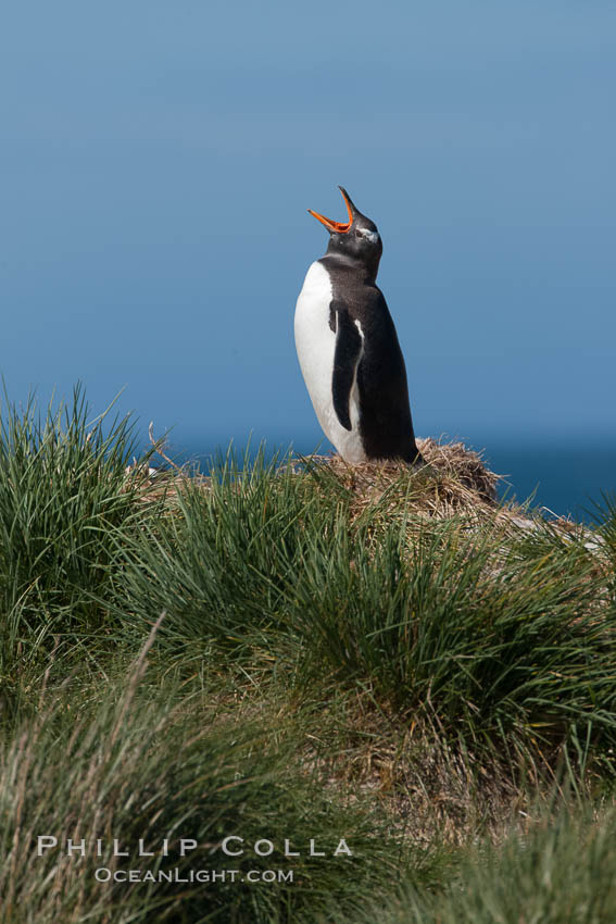 Gentoo penguin, vocalizing, atop of hill of tall tussock grass. Carcass Island, Falkland Islands, United Kingdom, Pygoscelis papua, natural history stock photograph, photo id 23983