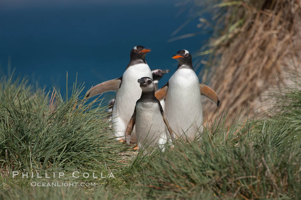 Mixed group of Magellanic and gentoo penguins, walk from the ocean through tall tussock grass to the interior of Carcass Island. Falkland Islands, United Kingdom, Pygoscelis papua, Spheniscus magellanicus, natural history stock photograph, photo id 23981