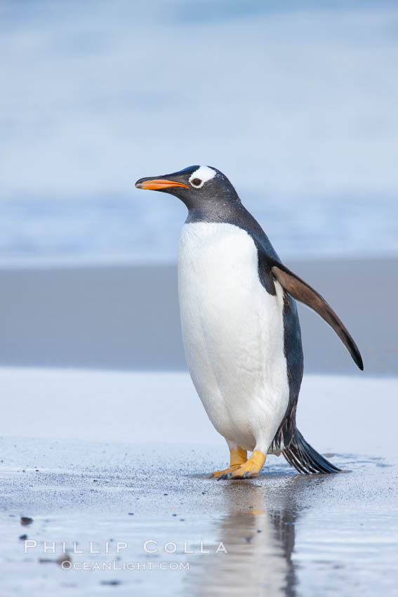 Gentoo penguin coming ashore, after foraging at sea, walking through ocean water as it wades onto a sand beach.  Adult gentoo penguins grow to be 30" and 19lb in size.  They feed on fish and crustaceans.  Gentoo penguins reside in colonies well inland from the ocean, often formed of a circular collection of stones gathered by the penguins. New Island, Falkland Islands, United Kingdom, Pygoscelis papua, natural history stock photograph, photo id 23880