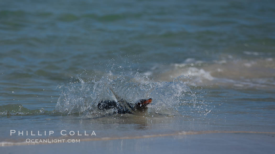 Gentoo penguin coming ashore, after foraging at sea, walking through ocean water as it wades onto a sand beach.  Adult gentoo penguins grow to be 30" and 19lb in size.  They feed on fish and crustaceans.  Gentoo penguins reside in colonies well inland from the ocean, often formed of a circular collection of stones gathered by the penguins., Pygoscelis papua, natural history stock photograph, photo id 23887