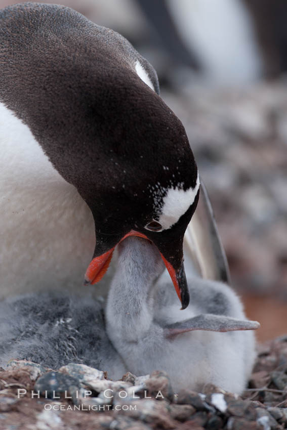 Gentoo penguin feeding its chick, the regurgitated food likely consisting of crustaceans and krill. Cuverville Island, Antarctic Peninsula, Antarctica, Pygoscelis papua, natural history stock photograph, photo id 25550