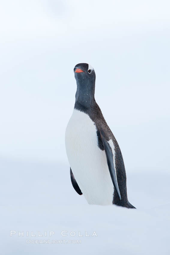 Gentoo penguin on pack ice, Neko Harbor., Pygoscelis papua, natural history stock photograph, photo id 25699