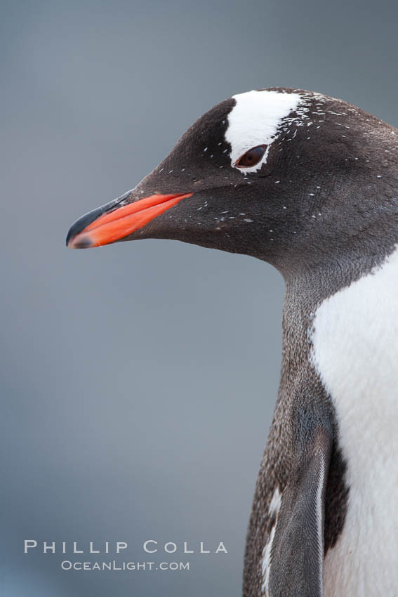 Gentoo penguin portrait. Cuverville Island, Antarctic Peninsula, Antarctica, Pygoscelis papua, natural history stock photograph, photo id 25544