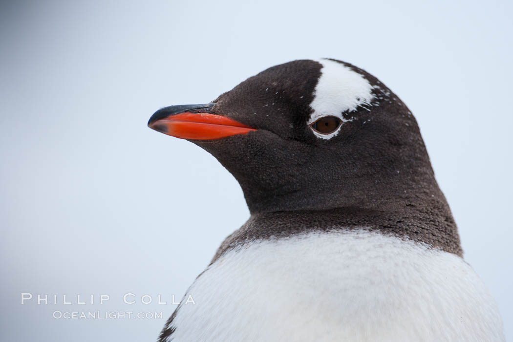 Gentoo penguin portrait. Cuverville Island, Antarctic Peninsula, Antarctica, Pygoscelis papua, natural history stock photograph, photo id 25505