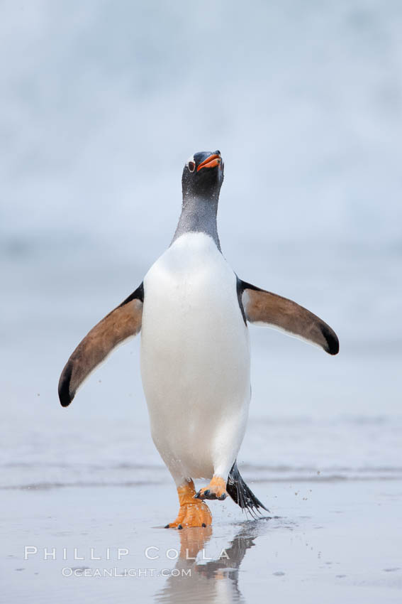 Gentoo penguin coming ashore, after foraging at sea, walking through ocean water as it wades onto a sand beach.  Adult gentoo penguins grow to be 30" and 19lb in size.  They feed on fish and crustaceans.  Gentoo penguins reside in colonies well inland from the ocean, often formed of a circular collection of stones gathered by the penguins. New Island, Falkland Islands, United Kingdom, Pygoscelis papua, natural history stock photograph, photo id 23863