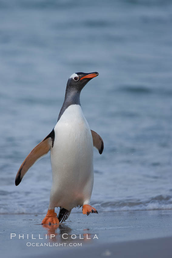 Gentoo penguin coming ashore, after foraging at sea, walking through ocean water as it wades onto a sand beach.  Adult gentoo penguins grow to be 30" and 19lb in size.  They feed on fish and crustaceans.  Gentoo penguins reside in colonies well inland from the ocean, often formed of a circular collection of stones gathered by the penguins. New Island, Falkland Islands, United Kingdom, Pygoscelis papua, natural history stock photograph, photo id 23841