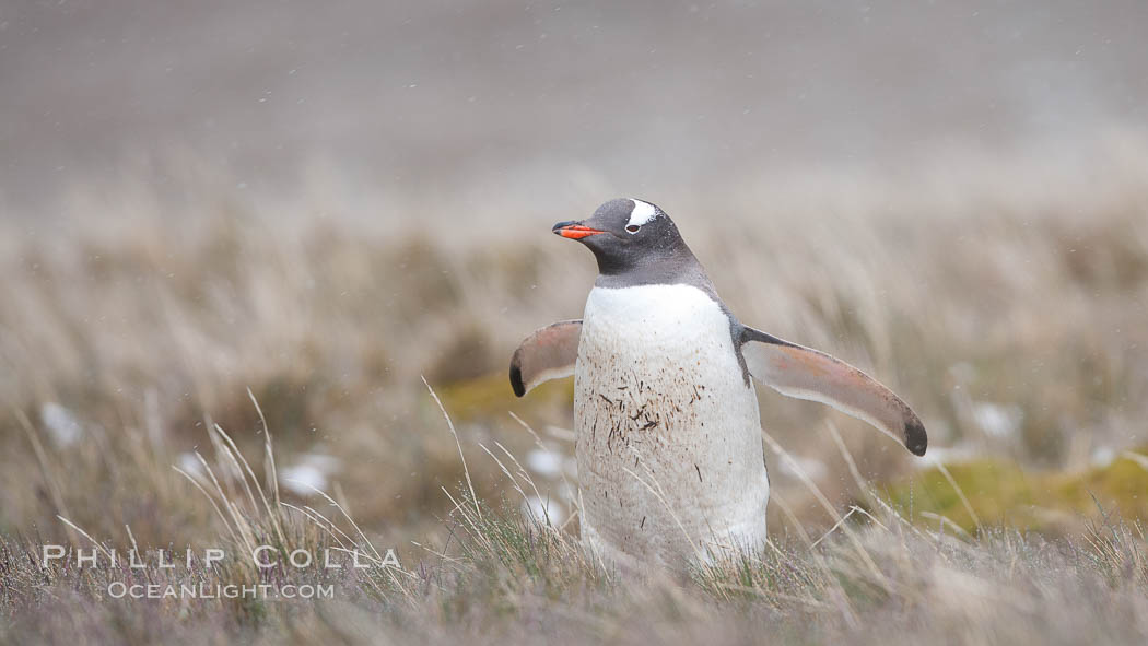 Gentoo penguin, walking through tall grass, snow falling. Godthul, South Georgia Island, Pygoscelis papua, natural history stock photograph, photo id 24722