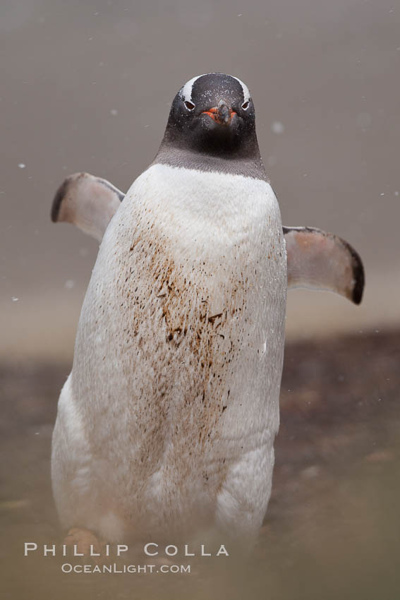 Gentoo penguin, walking through tall grass, snow falling. Godthul, South Georgia Island, Pygoscelis papua, natural history stock photograph, photo id 24723